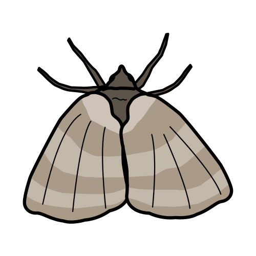 Pictograma de polilla para niños con TEA