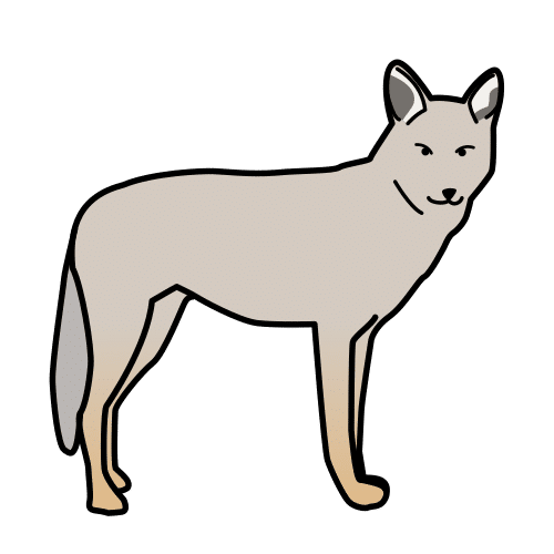 Pictograma de coyote para niños con autismo y TEA