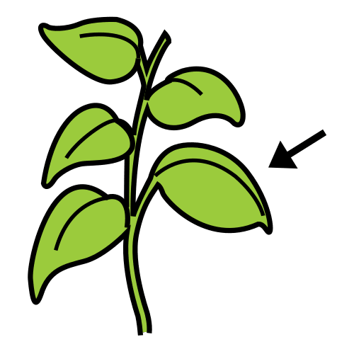 Pictograma de hoja para niños con TEA
