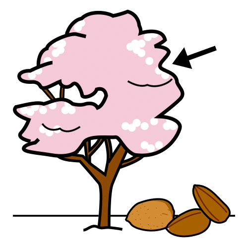 Pictograma de almendro para niños con autismo y TEA