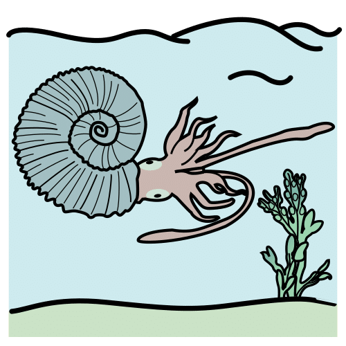 Pictograma de ammonite para niños con autismo y TEA