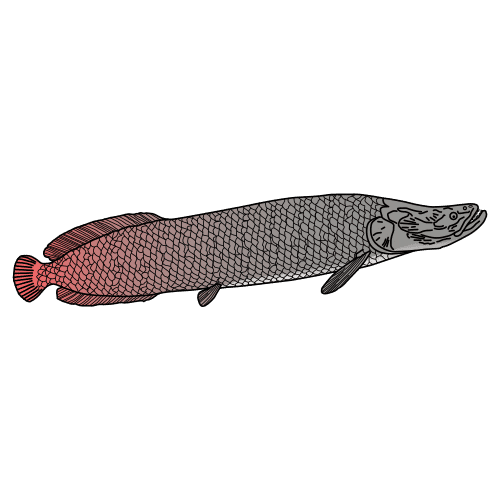 Pictograma de arapaima para niños con TEA