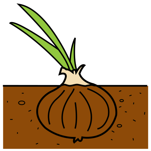 Pictograma de cebolla para niños con autismo y TEA