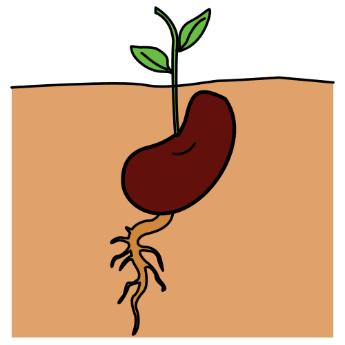 Pictograma de germinar para niños con TEA