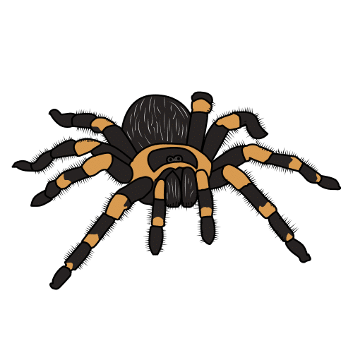 Pictograma de tarántula para niños con TEA