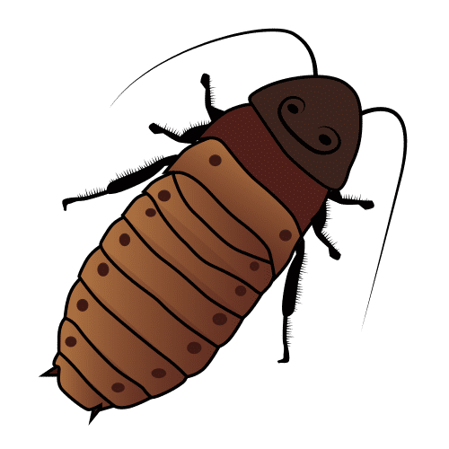 Pictograma de cucaracha gigante para niños con TEA