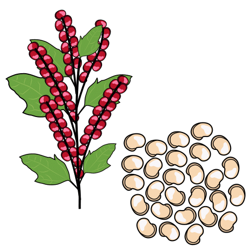 Pictograma de quinoa para niños con TEA