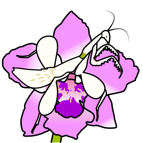 Pictograma de mantis orquídea para niños con TEA