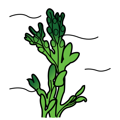 Pictograma de alga para niños con autismo y TEA