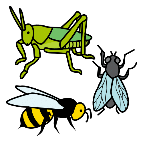 Pictograma de insectos para niños con autismo y TEA